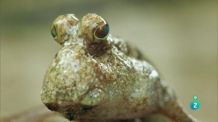 Especials en català - Grans Documentals - Las selves de la lluna. Manglars