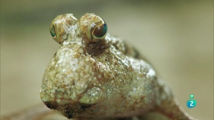 Especials en català - Grans Documentals - Las selves de la lluna. Manglars