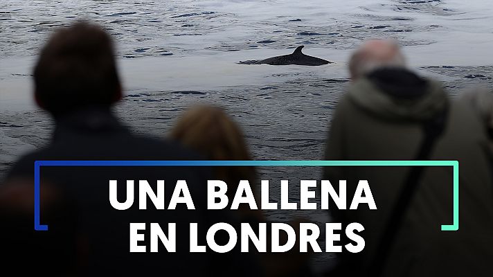 Modo Digital - Liberan a una ballena de 3 metros varada en una esclusa del río Támesis