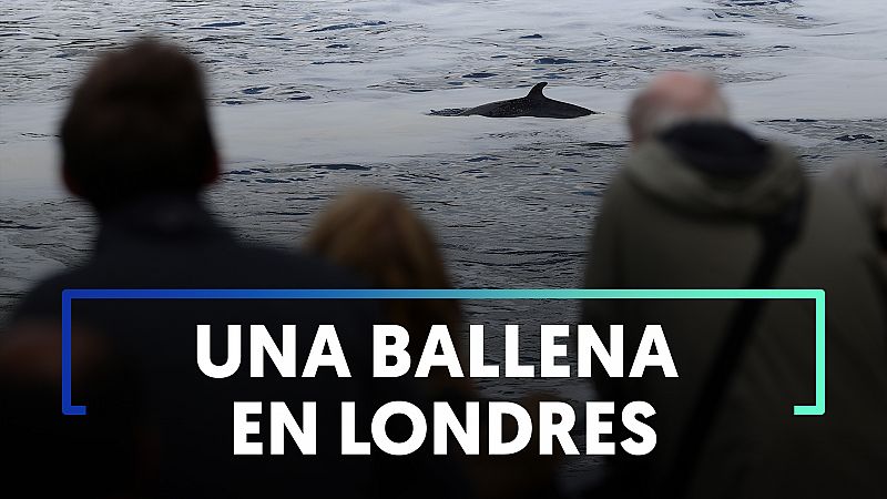 Liberan a una ballena de 3 metros varada en una esclusa del río Támesis