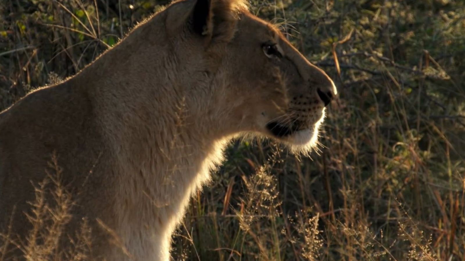 Madre de leones