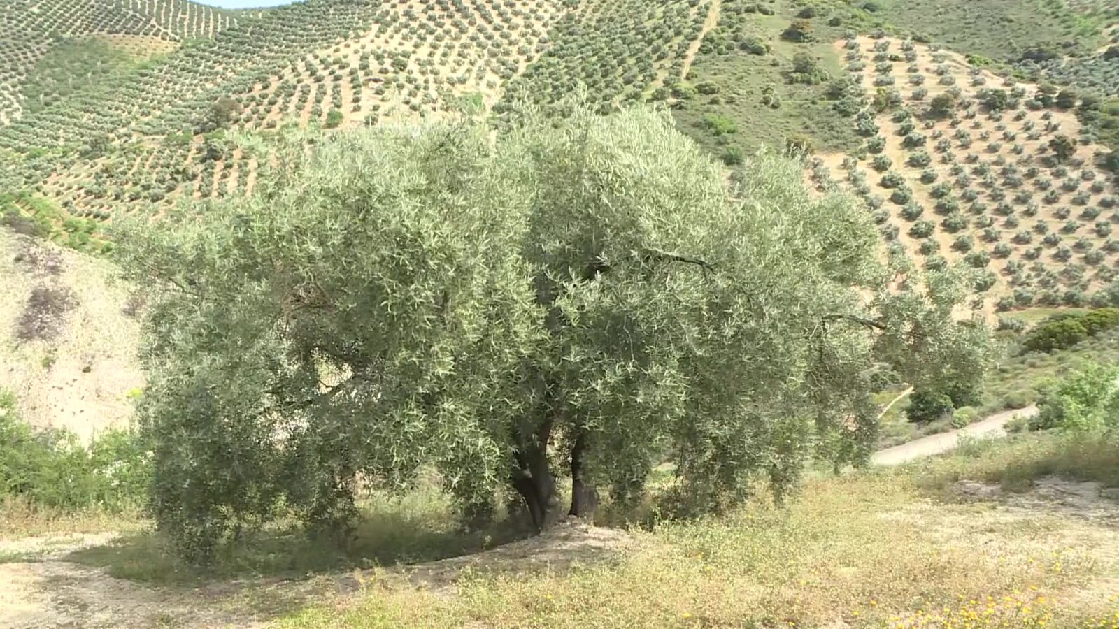 Repor - El campo es capital - ver ahora