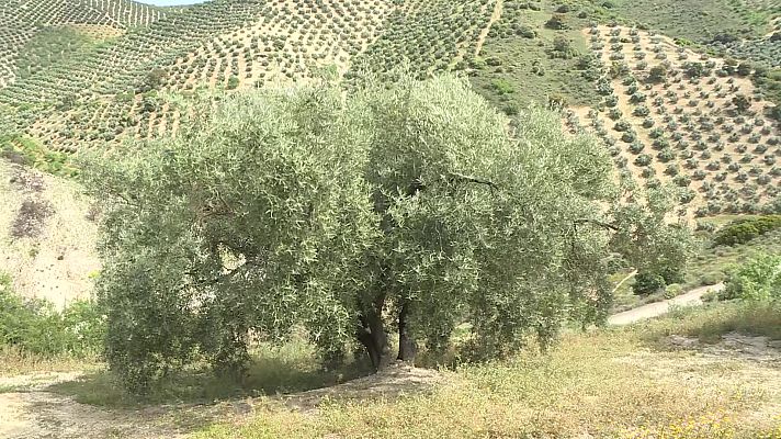 Repor - El campo es capital