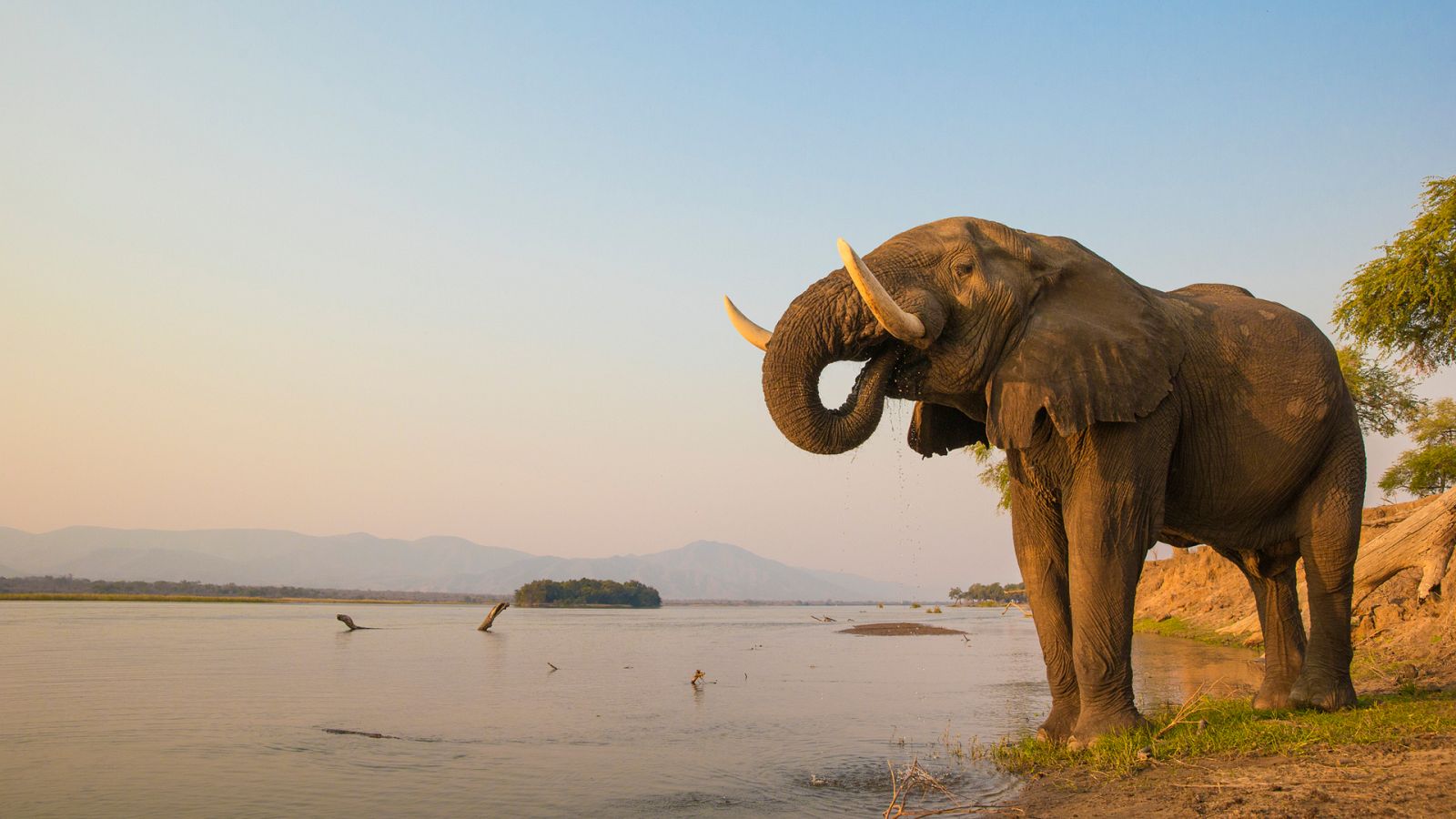 Somos documentales - Elefantes en el vestíbulo - ver ahora