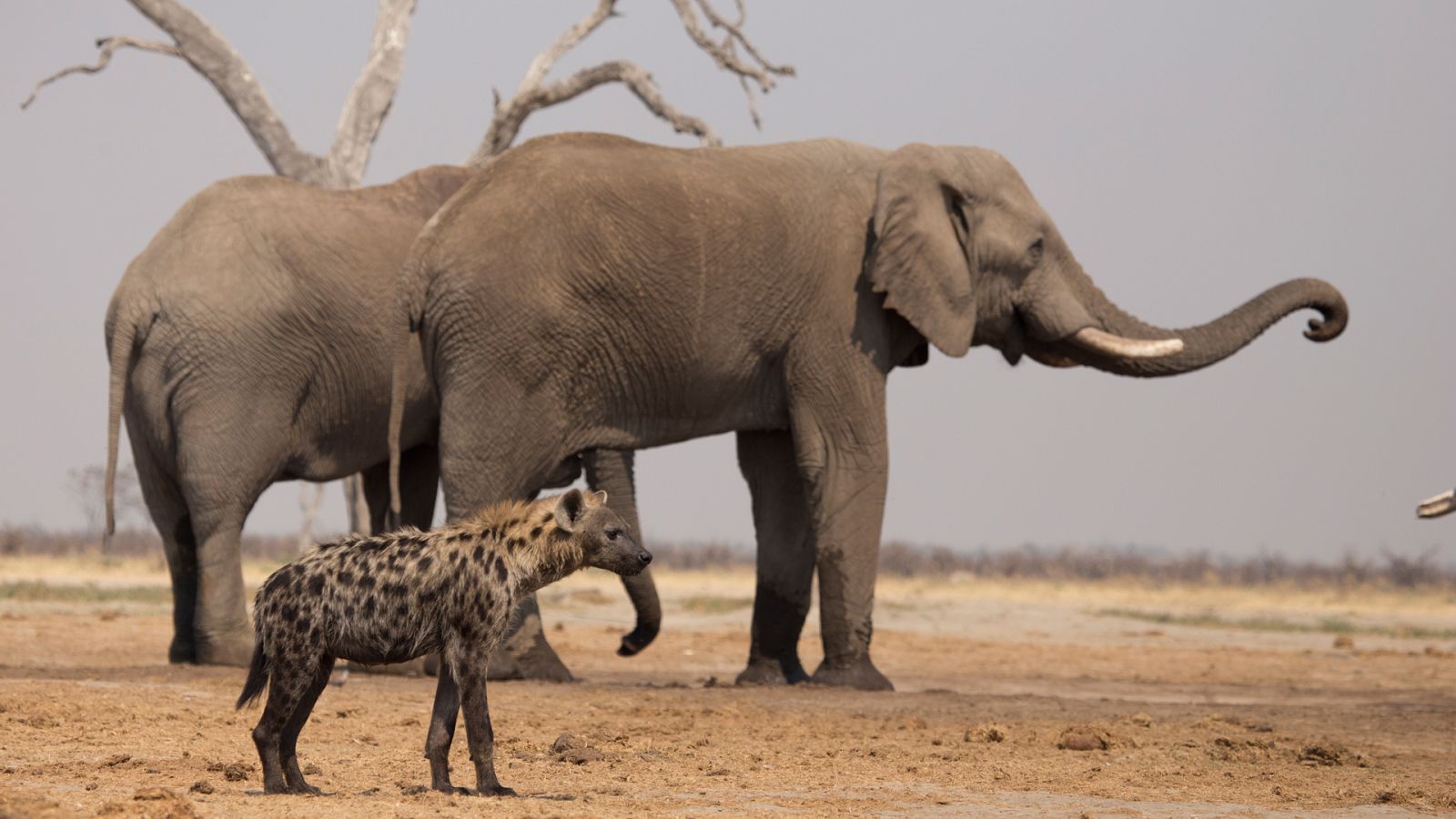 El reino salvaje - El ejército de la oscuridad - ver ahora
