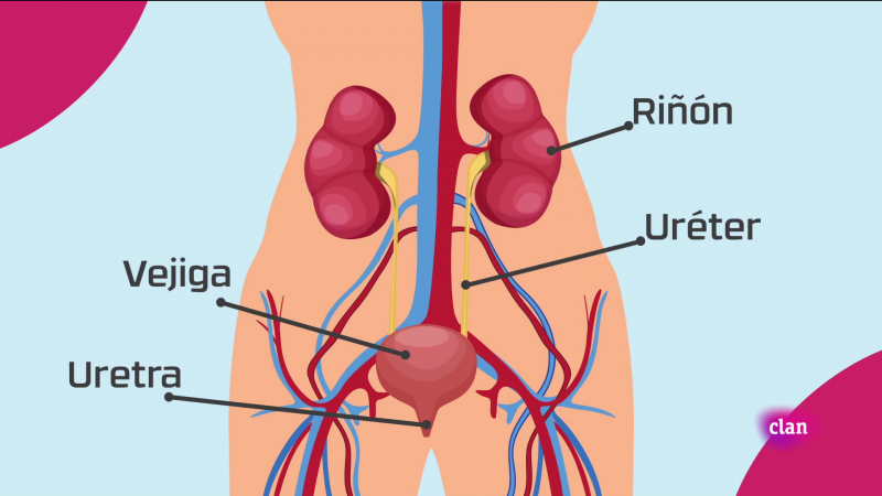 CIENCIAS NATURALES - Sistema excretor