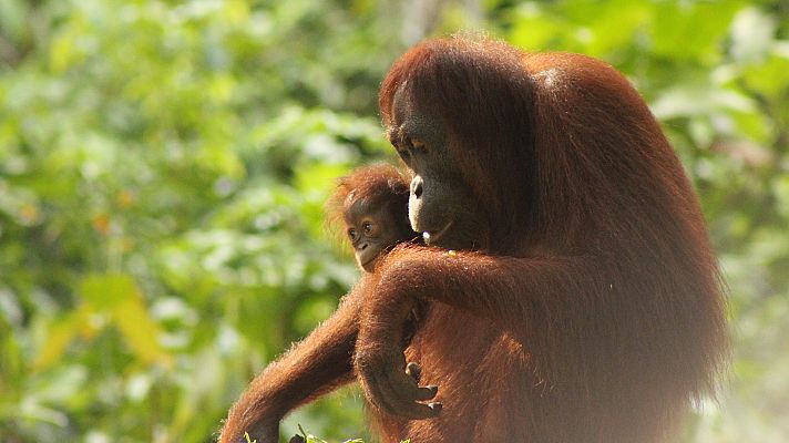 Malasia, fenómenos de la naturaleza