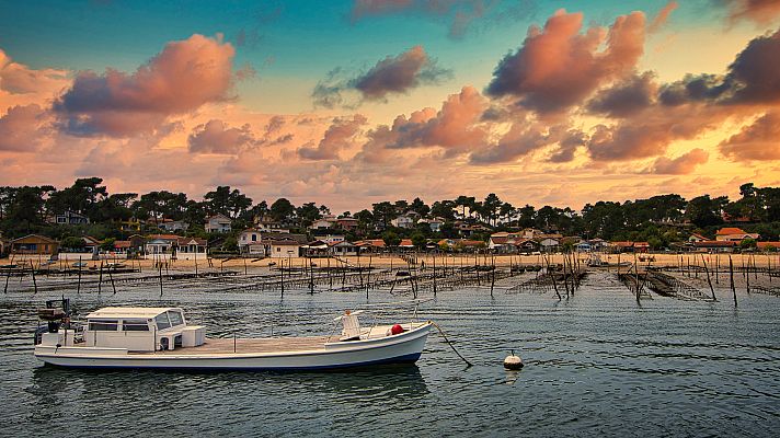 Informativo 24h - Ostras devueltas al agua para limpiar el mar y reconstruir los arrecifes