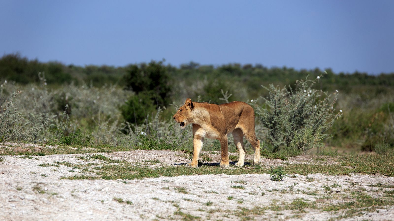Somos documentales - Los leones del desierto - Documental en RTVE
