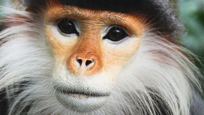 Indochina salvaje - El jardín secreto de China