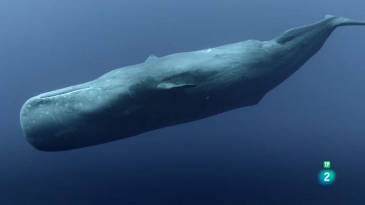 Mamífers marins: Campions de les profunditats