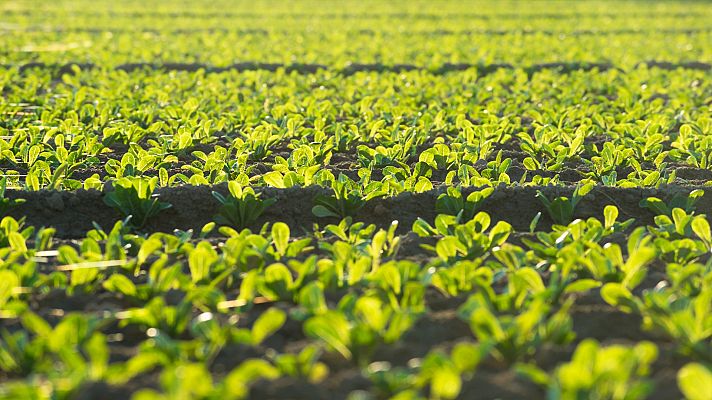 La preocupación por la salud y el medioambiente trae consigo el auge de los productos de proximidad