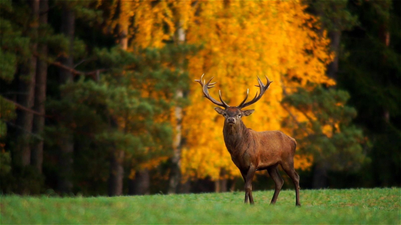 Somos documentales - El rey del bosque - ver ahora