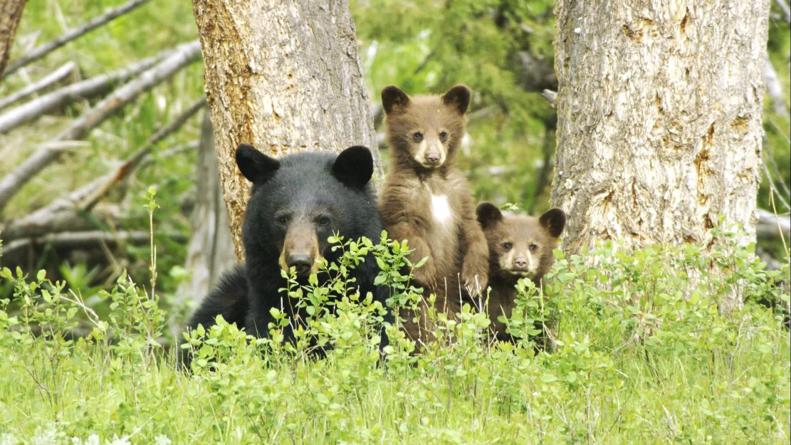 Somos documentales - El salvaje Yellowstone - ver ahora