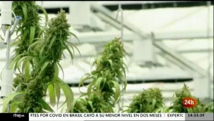 Parlamento - Uso terapéutico del Cannabis