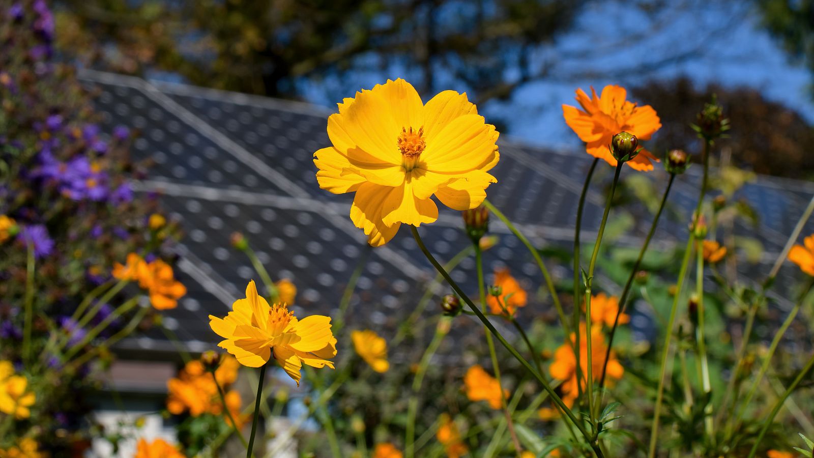 Apiario solar: un nuevo modelo agro voltaico en el que conviven panales de abejas y paneles