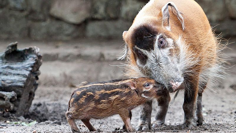 Un grupo de jabalíes busca alimento en las inmediaciones de un supermercado de Roma