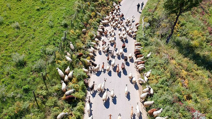 Aquí la Tierra - La trashumancia, un viaje de miles de años