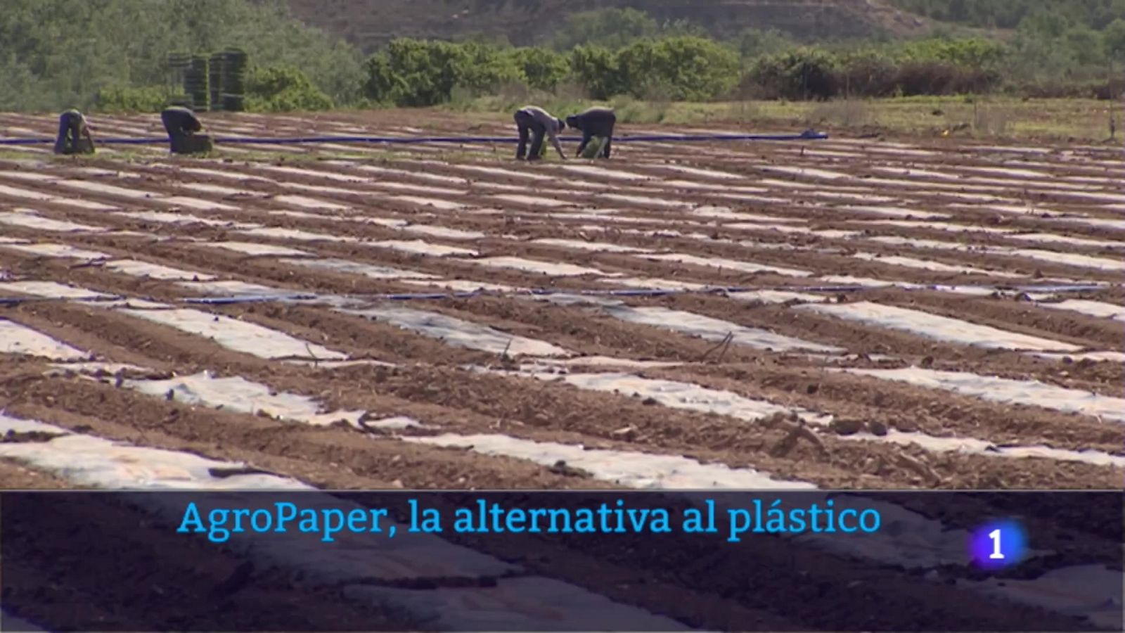 AgroPaper, la altrenativa al plástico en los cultivos