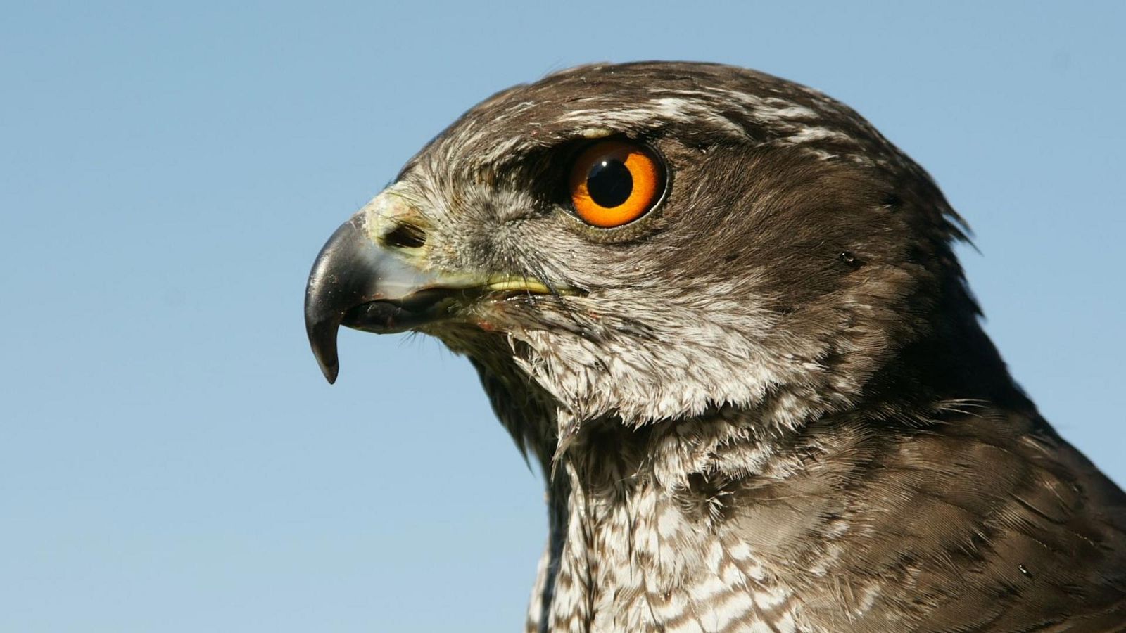Somos documentales - Cazadoras de los cielos: azores, gavilanes y águilas - ver ahora