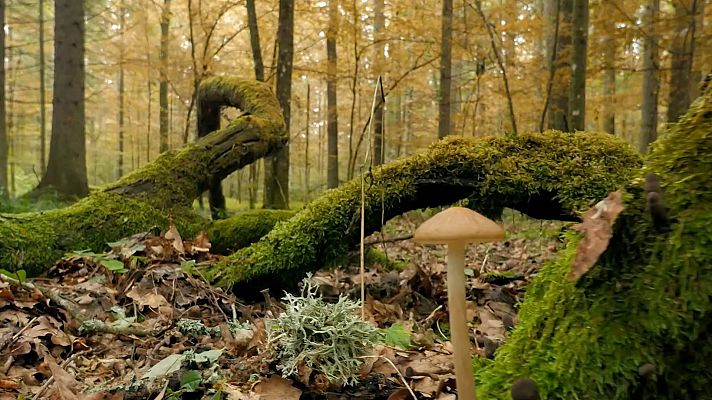 Planeta selva - Bosque caducifolio