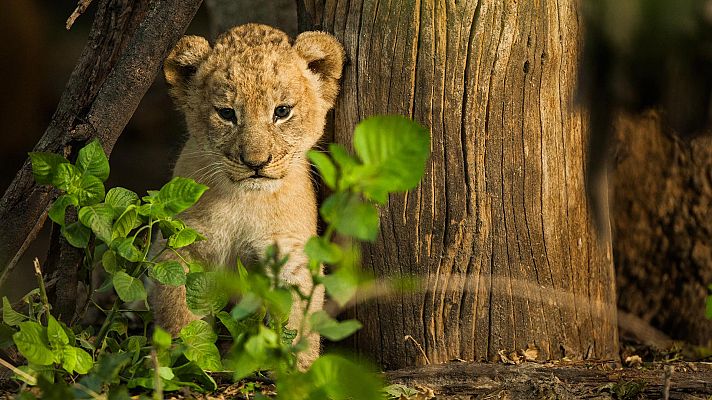 Somos Documentales - Sangre joven