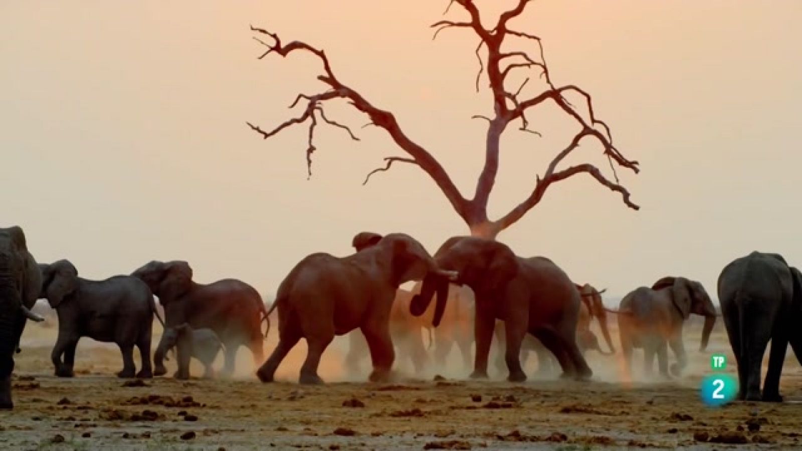 Grans Documentals - L'elefant, el rei del Kalahari