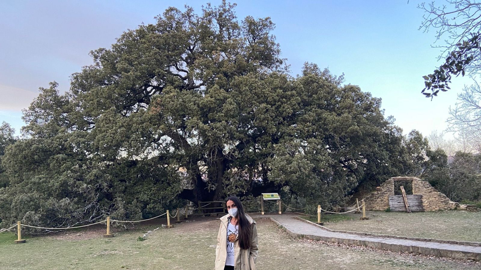 Así es la carrasca milenaria de Lecina, el árbol Europeo de 2021