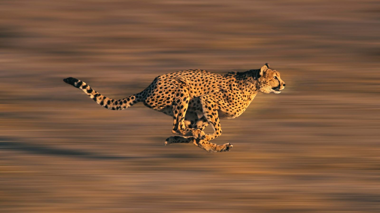 Somos documentales - El guepardo. La carrera por el trono - ver ahora
