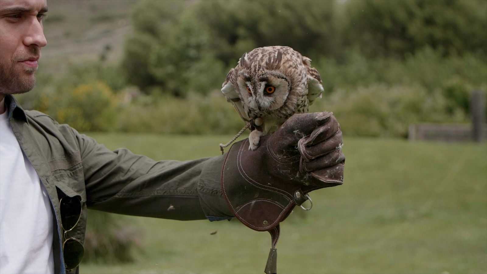 La navaja de Ockham - Animales malditos y sagrados - Documental en RTVE