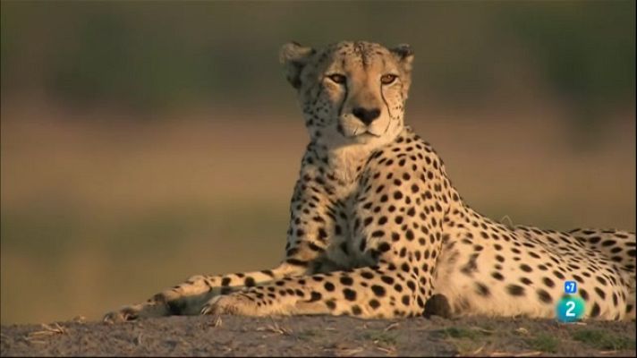 Especials en català - El guepard. La carrera pel tron