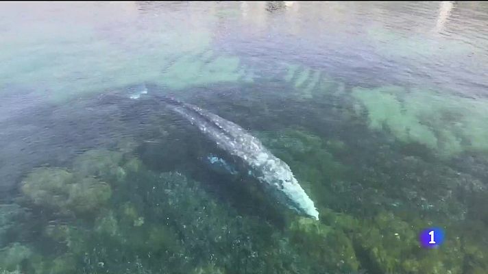 Informatiu Balear - Informatiu Balear - 20/05/21