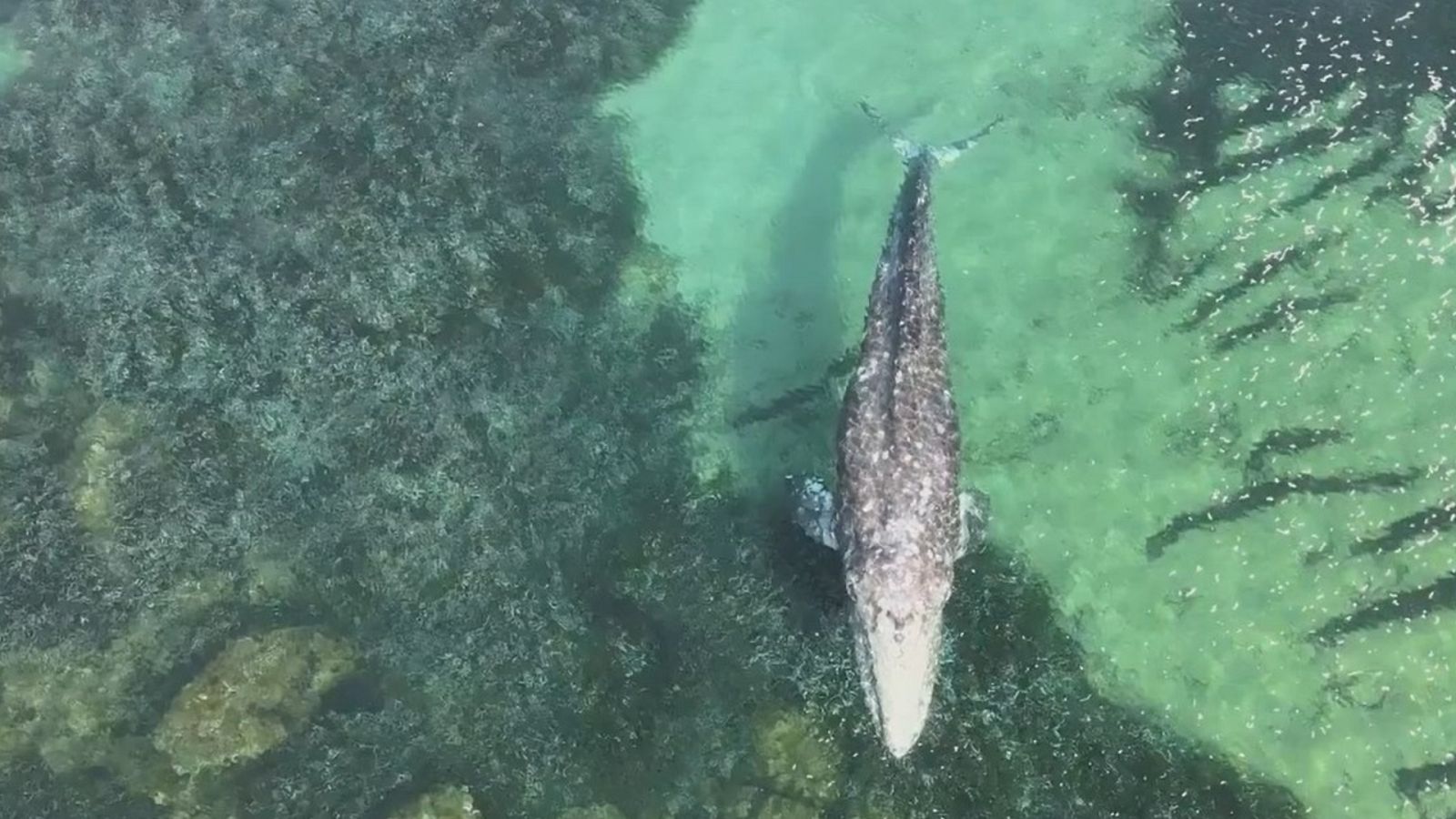 Una ballena gris enferma nada en la costa de Mallorca