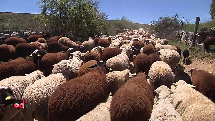 España Directo - España Directo - 20/05/21