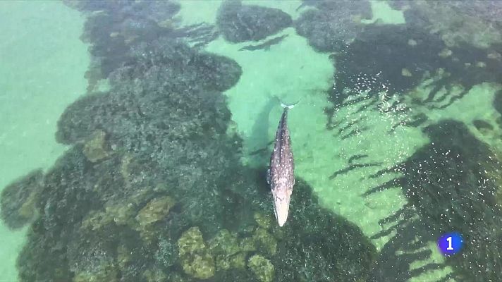 Perdida la pista de la ballena gris que recaló este jueves en Santa Ponça, Mallorca