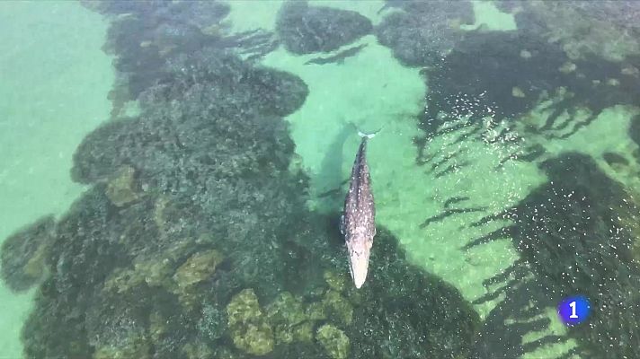 Telediario 1 - Perdida la pista de la ballena gris que recaló este jueves en Santa Ponça, Mallorca