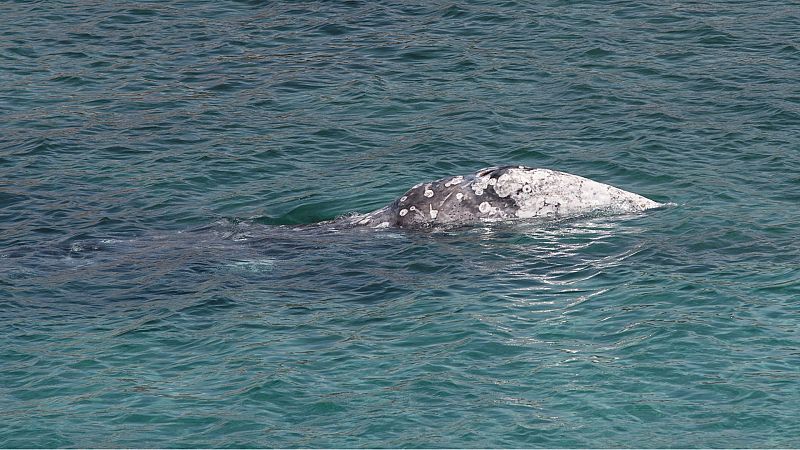Perdida la pista de la ballena gris que recaló este jueves en Santa Ponça, Mallorca