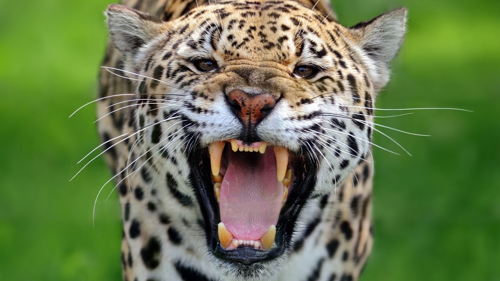 Somos documentales - El club de la lucha de los leopardos - Documental en RTVE