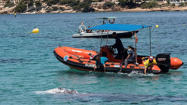 El calentamiento global podría haber favorecido a que la ballena Wally se perdiese en las aguas de Mallorca, según los científicos