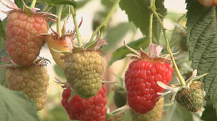 Agrosfera - Agrosfera - 22/05/21