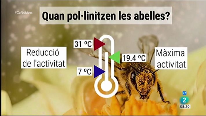 Com afecta la temperatura en les abelles?