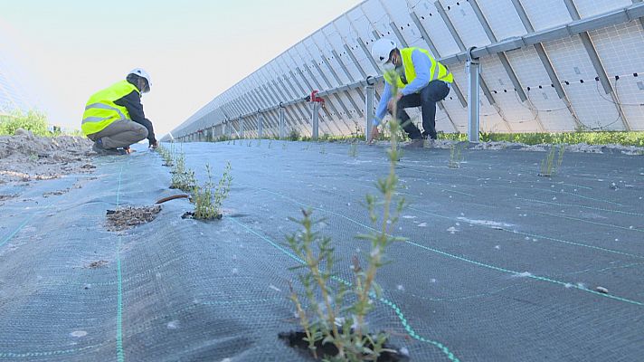 Una iniciativa aprovecha el suelo de las placas solares para cultivo