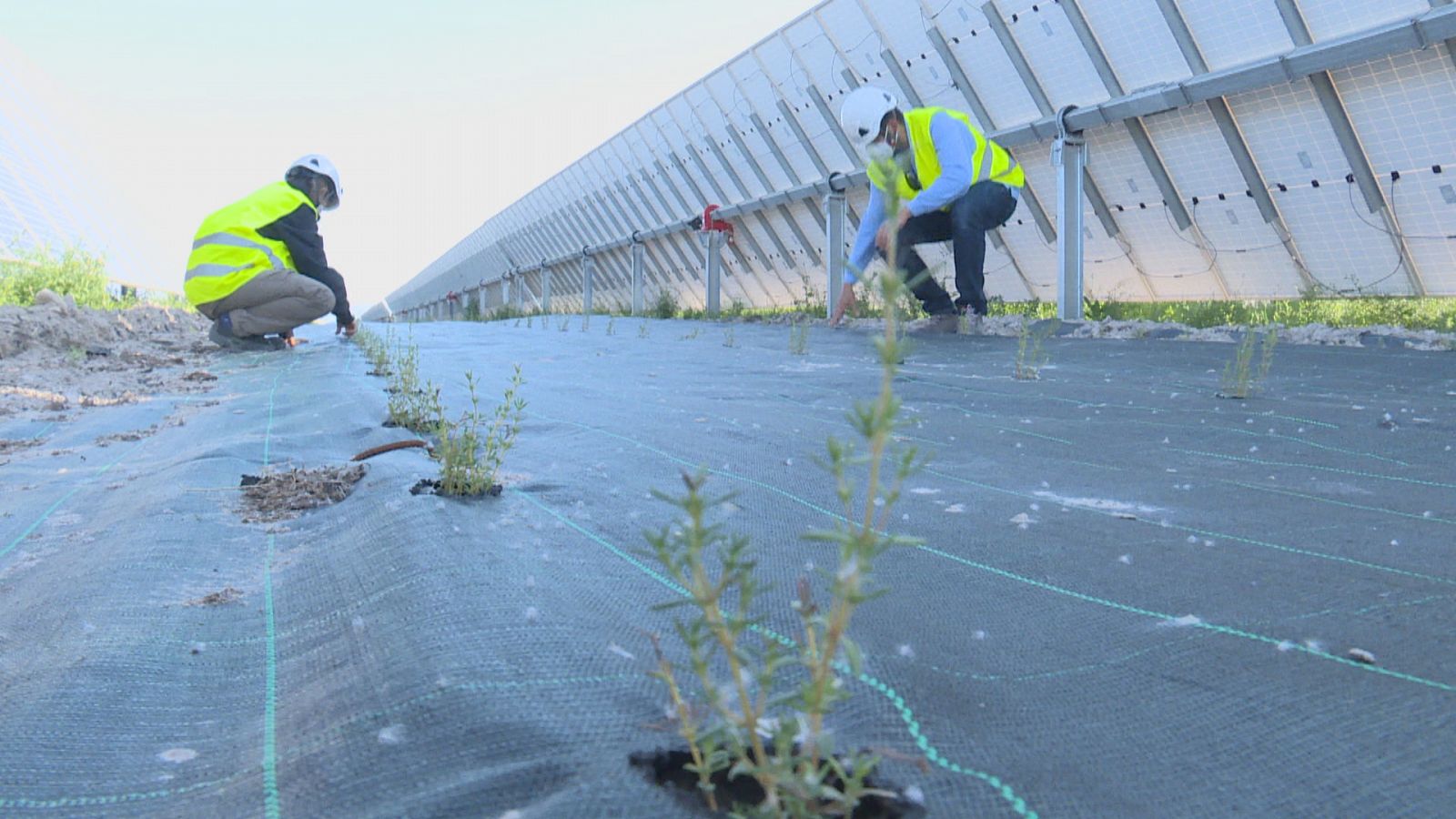 La agrivoltaica es una iniciativa para aprovechar el suelo de las placas solares para cultivo