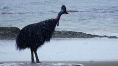 Somos documentales - El pájaro dinosaurio