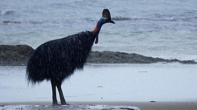 Somos documentales - El pjaro dinosaurio - ver ahora