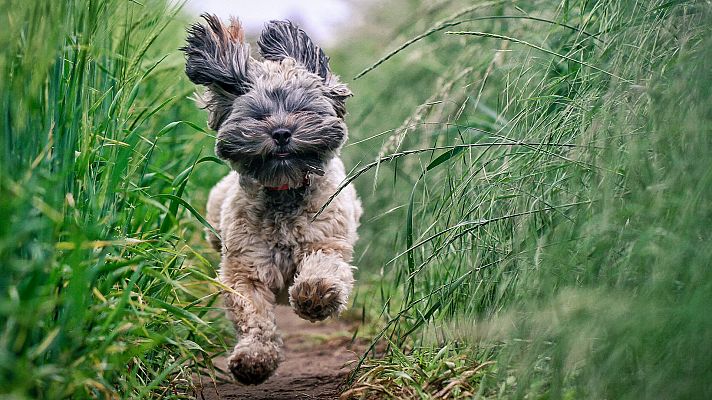 ¡Botiquín natural para tu mascota!