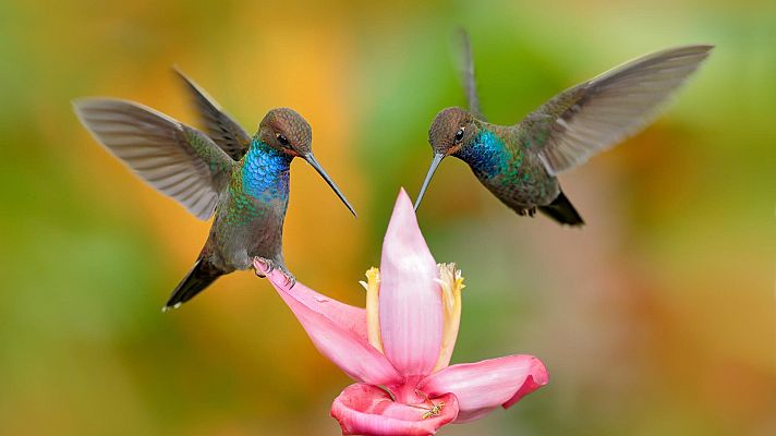 Animales al natural - Aves