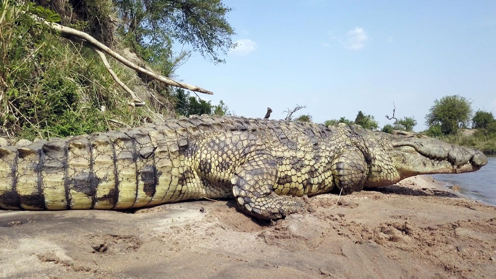 Serengueti - Episodio 3: Invasión - Ver ahora