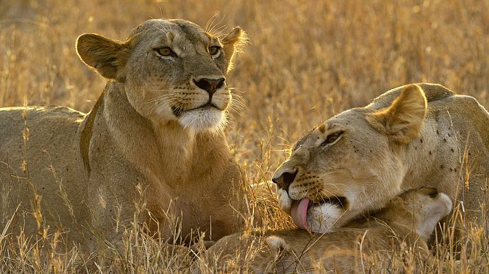 Serengueti - Conflicto