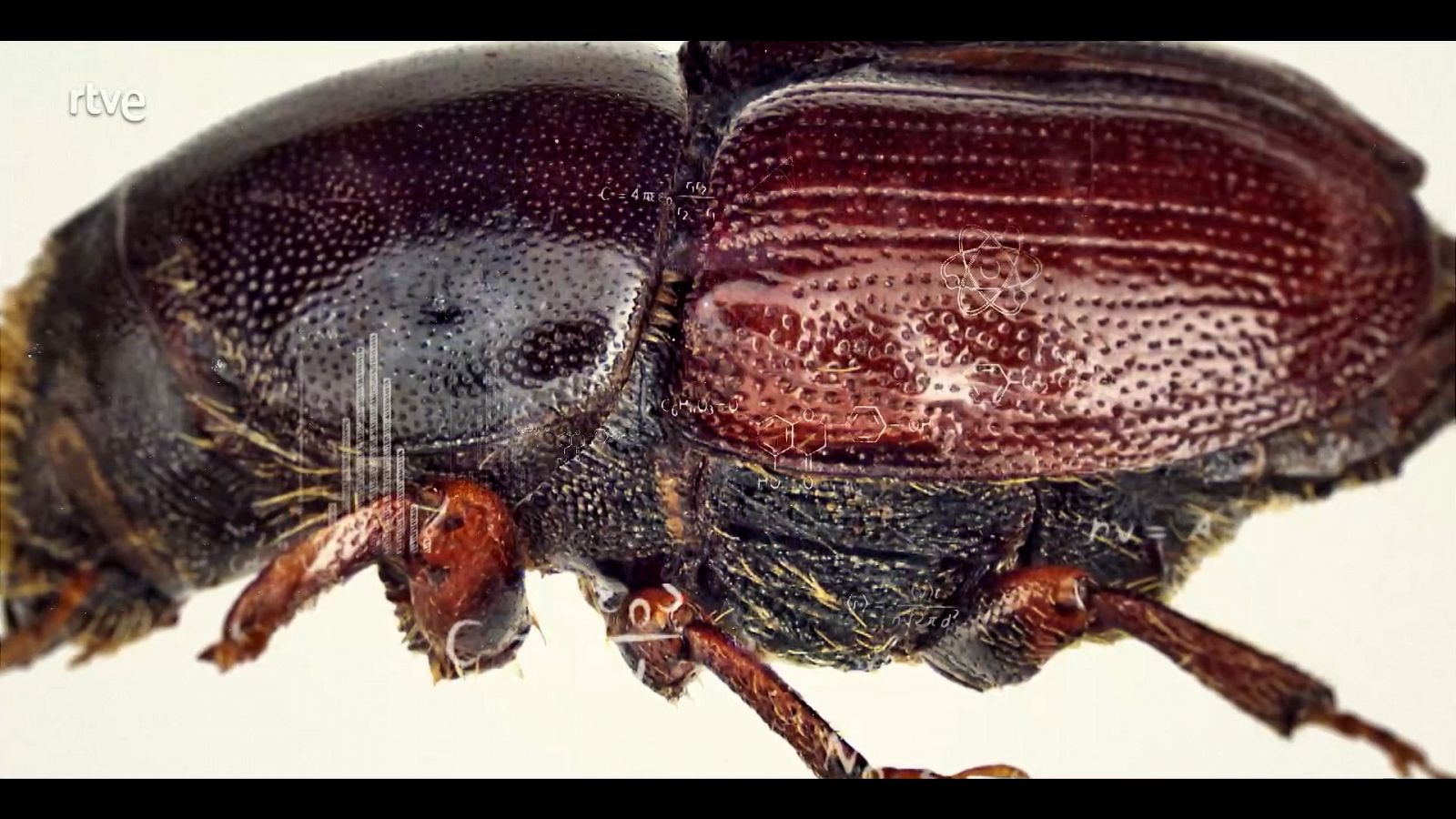 La grafiosis en los olmos | El escarabajo verde